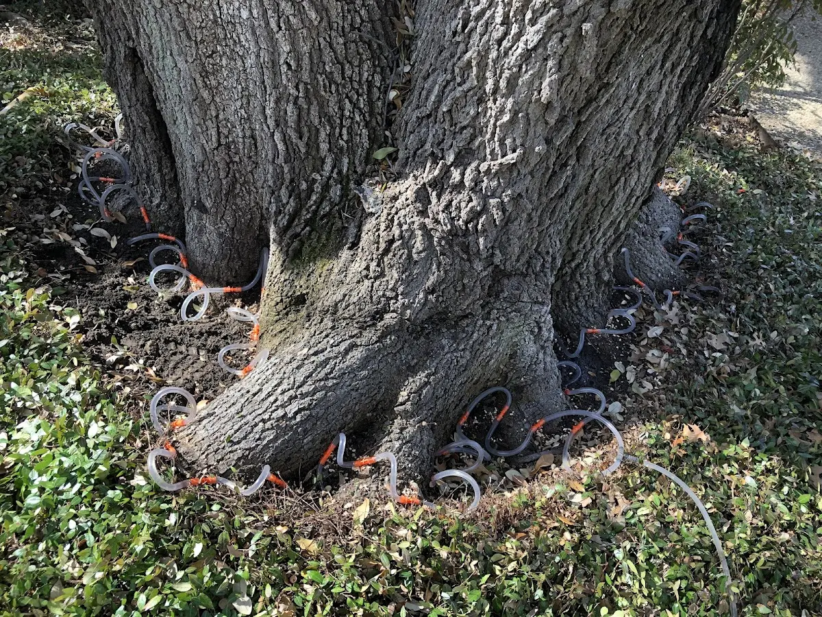 Detailed Shrub and Hedge Trimming job site in Brazoria