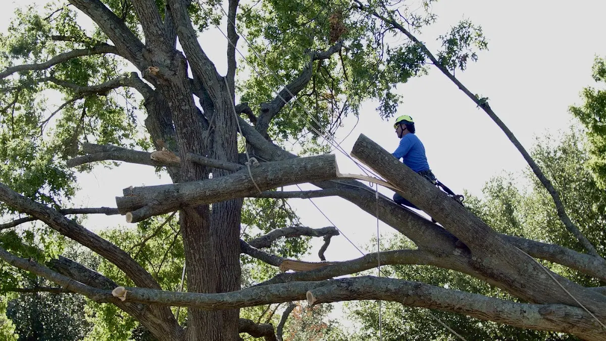 Professional Crown Thinning performed by certified arborists in Brazoria