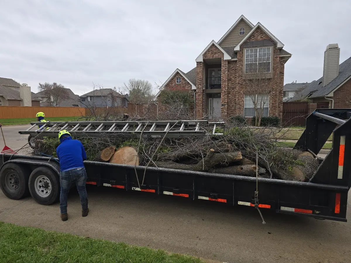 Expert Tree Removal with proper safety equipment in Brazoria